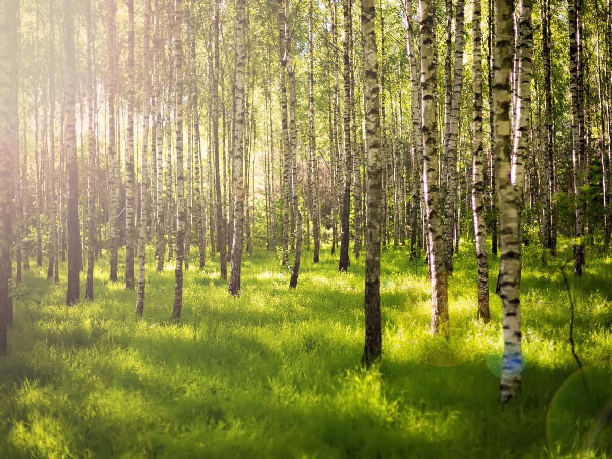¿Qué son los créditos de carbono?